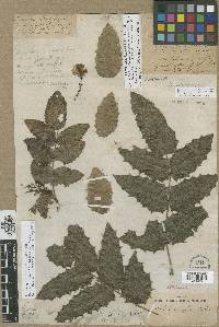 Mahonia aquifolium image