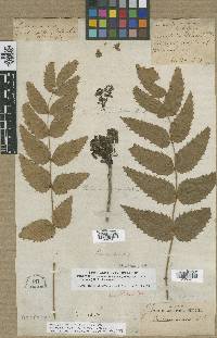 Mahonia nervosa image