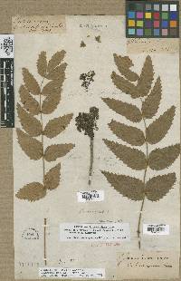 Mahonia nervosa image