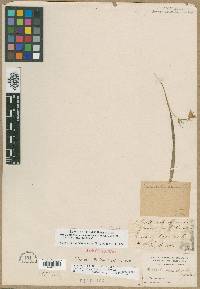 Calochortus elegans image