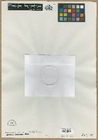 Taraxia subacaulis image