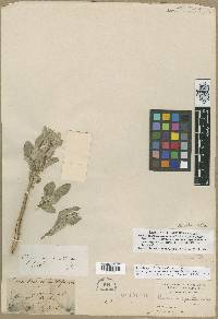 Elaeagnus commutata image
