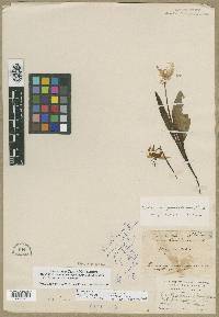 Erythronium grandiflorum image