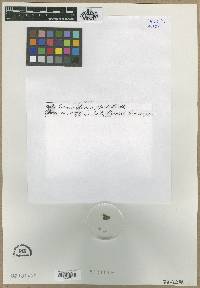 Frangula purshiana image