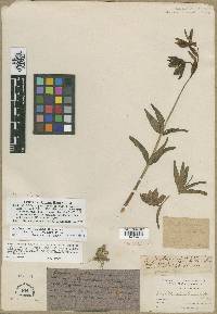 Fritillaria affinis image