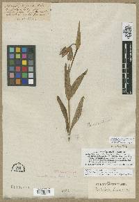 Fritillaria affinis image