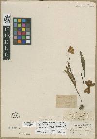 Fritillaria pudica image