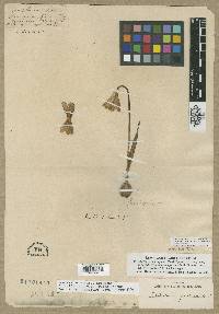 Fritillaria pudica image