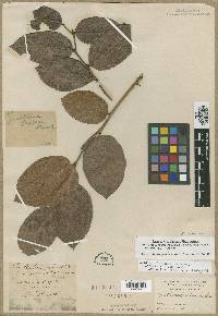 Gaultheria shallon image
