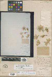 Lewisia rediviva image