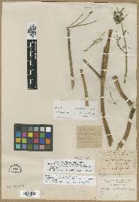 Lomatium dissectum image