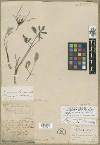 Lomatium nudicaule image