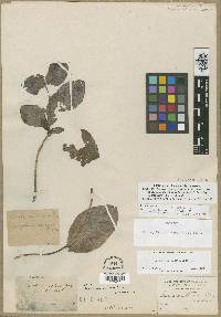 Lonicera ciliosa image