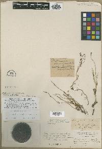 Matricaria discoidea image