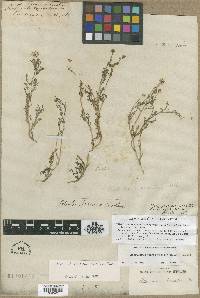 Matricaria discoidea image