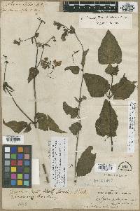 Mirabilis nyctaginea image