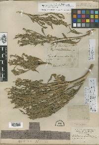 Nicotiana quadrivalvis image