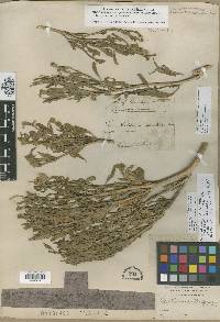 Nicotiana quadrivalvis image