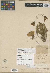 Oenothera cespitosa image