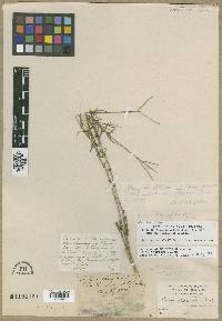 Phlox speciosa image