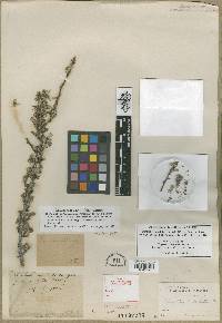 Purshia tridentata image