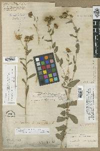 Grindelia squarrosa image