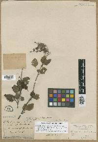 Holodiscus discolor image