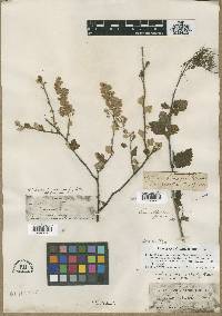 Holodiscus discolor image