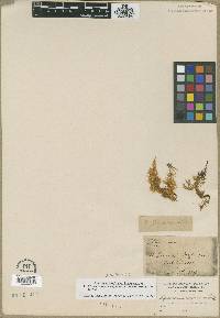 Stokesiella oregana image