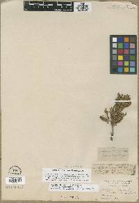 Juniperus horizontalis image