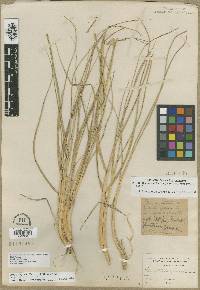 Leymus mollis image