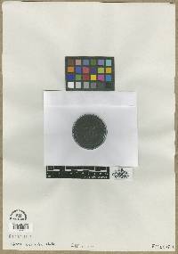 Liatris × spheroidea image