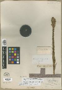 Liatris pycnostachya image