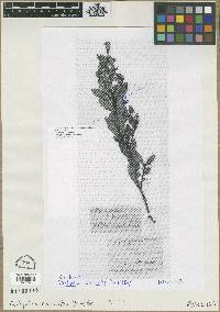 Paxistima myrsinites image