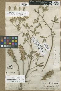 Pediomelum esculentum image