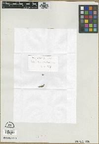 Pediomelum esculentum image