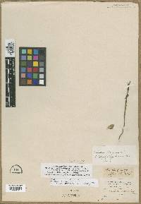 Phacelia linearis image