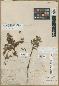 Philadelphus lewisii image