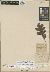 Quercus garryana image