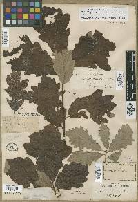 Quercus garryana image