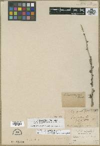 Ribes divaricatum image
