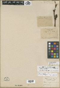 Ribes sanguineum image