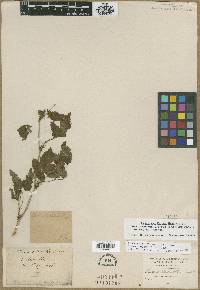 Rubus spectabilis image