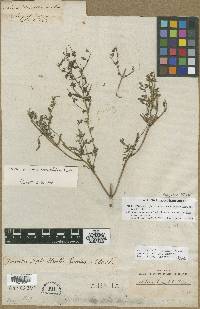 Salvia reflexa image