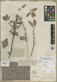 Shepherdia argentea image