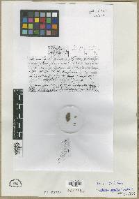 Shepherdia argentea image