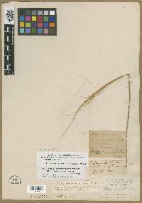 Hesperostipa comata subsp. comata image