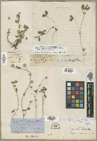 Trifolium microcephalum image