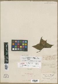 Trillium ovatum image