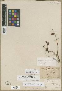 Vaccinium myrtillus image